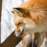 キツネ旅行で2月末の蔵王キツネ村に行ってきた いろんなカメラでキツネを撮りまくり プライベーティア フォトワーカー